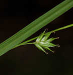 Northern long sedge